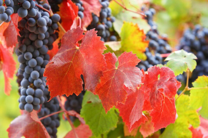 Vino Carménere
