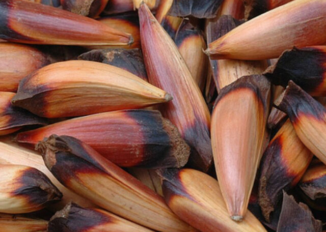 Piñón
