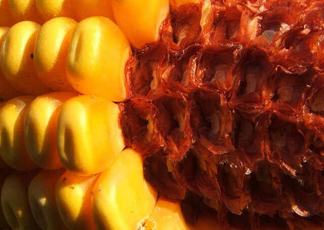 Coronta

