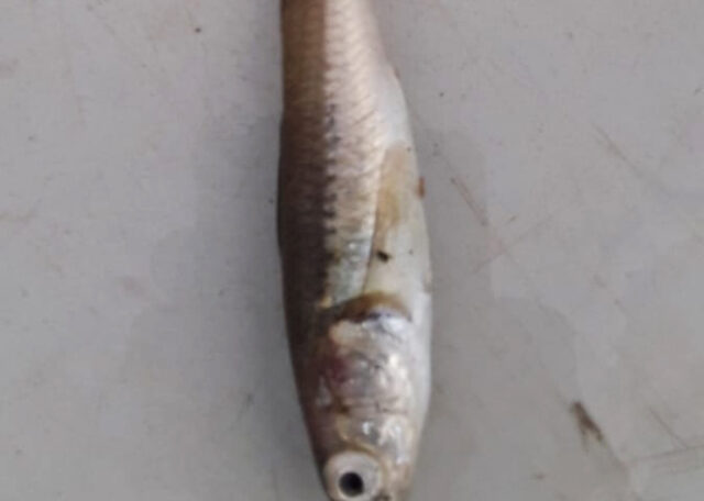 Mote (pescado)
