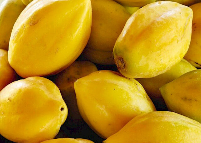 Papaya
