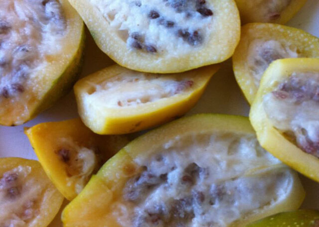 Papaya chilena