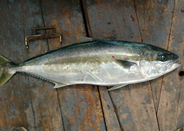 Vidriola
