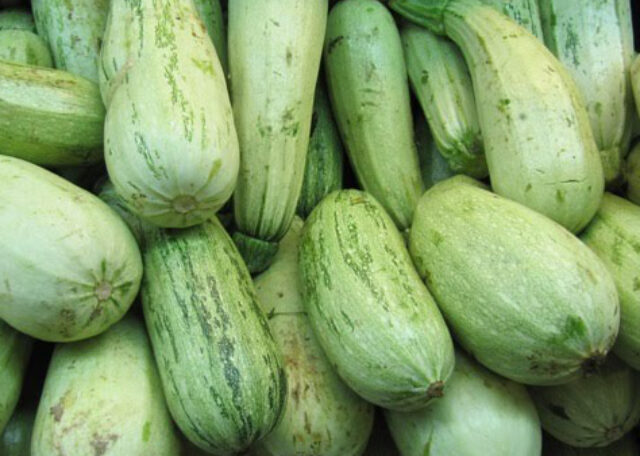 Zapallito
