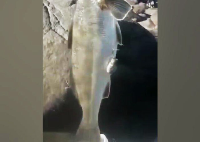 Pichihuen o Pichigüen
