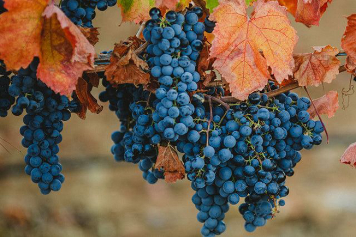 Este 24 de Noviembre se celebra la cepa Carmenere