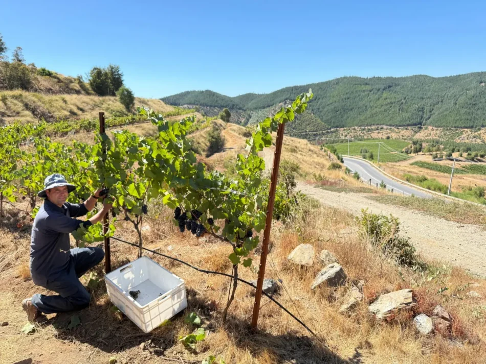 Vendimia 2025 en Miguel Torres Chile: Desafíos y Calidad en un Año Cálido