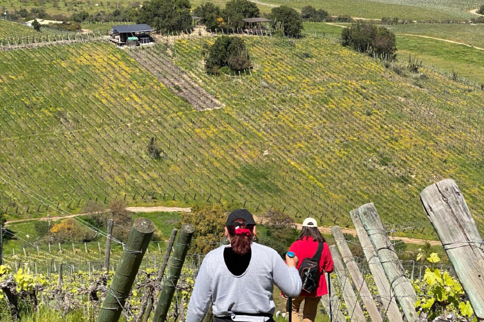 Ruta de los Abastos: Sabores auténticos del secano de O’Higgins