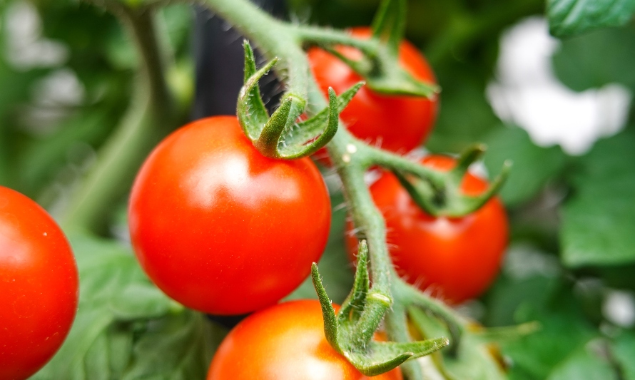 ¿Sabías que… puedes pelar tomates cherry sin agua caliente ni cuchillo?