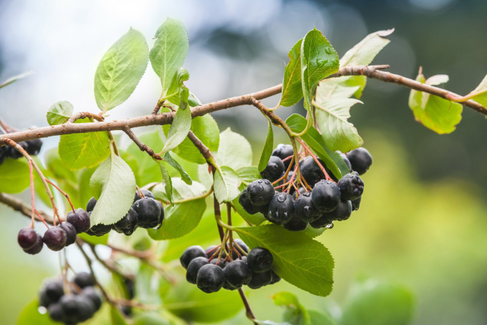 El maqui es considerado un “superfruto” chileno por su altísimo poder antioxidante