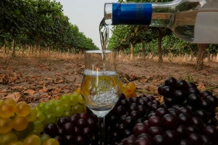 Fiesta del Pisco con Denominación de Origen se celebró en Vicuña el 7 y 8 de junio