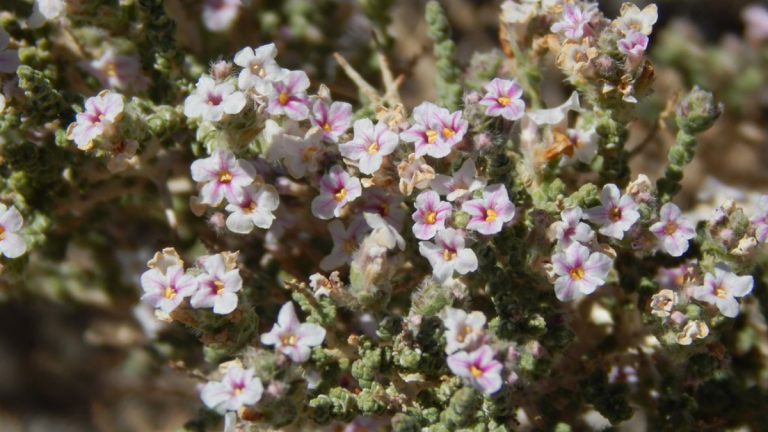 La rica-rica, hierba del desierto, da sabor y salud en la cocina chilena