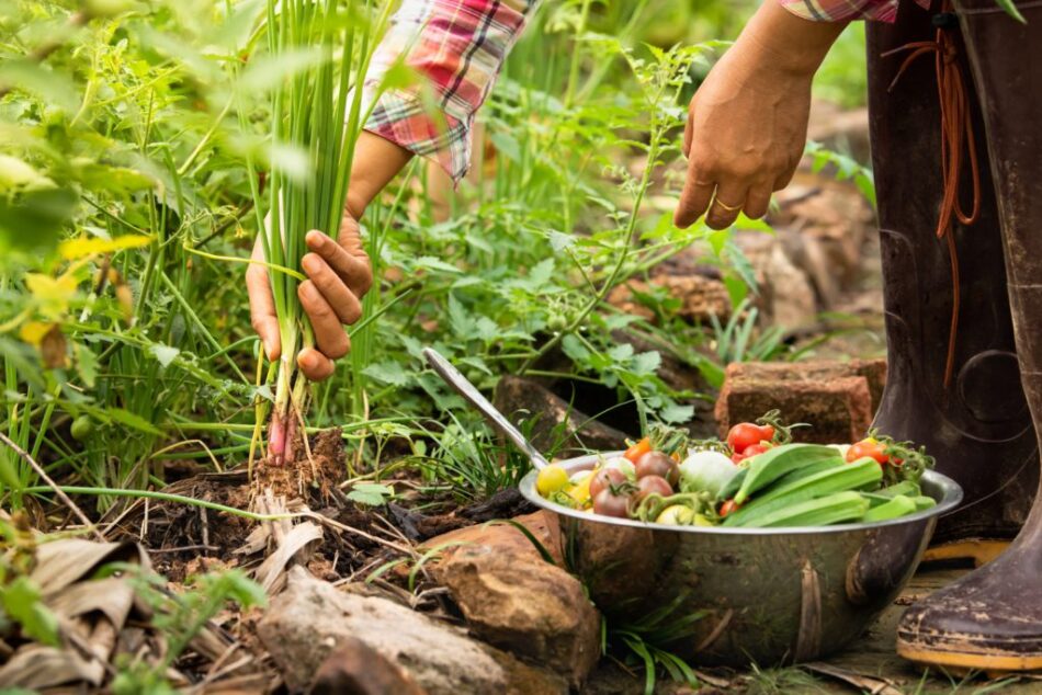 El 18 de junio se celebra el Día de la Gastronomía Sostenible?