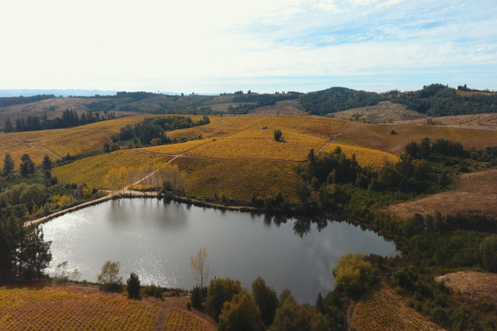 Miguel Torres Chile entre los mejores en Decanter World Wine Awards 2025