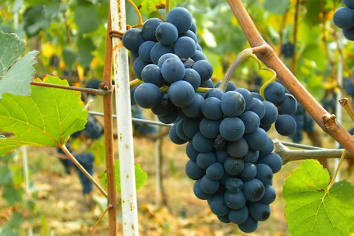 El 18 de agosto se celebra el Día Mundial del Pinot Noir