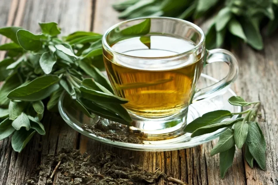 Expo Sustenta-Té: una inmersión gratuita en el mundo del té