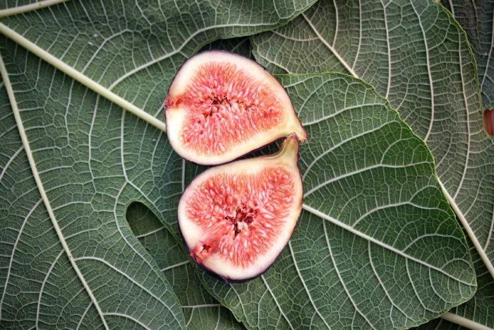 La hoja de higuera es uno de los nuevos ingredientes en la cocina gourmet