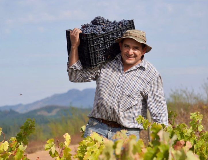Castellón Noir y Castellón Blanc: las nuevas variedades de uva criolla chilena registradas en el SAG