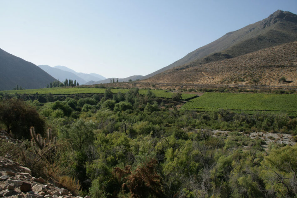 Pisquera Tulahuén lanza Waqar Botanic, un destilado de uva premium único en Chile