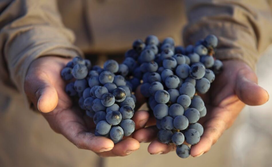 El 7 de noviembre se celebra el Día del Merlot
