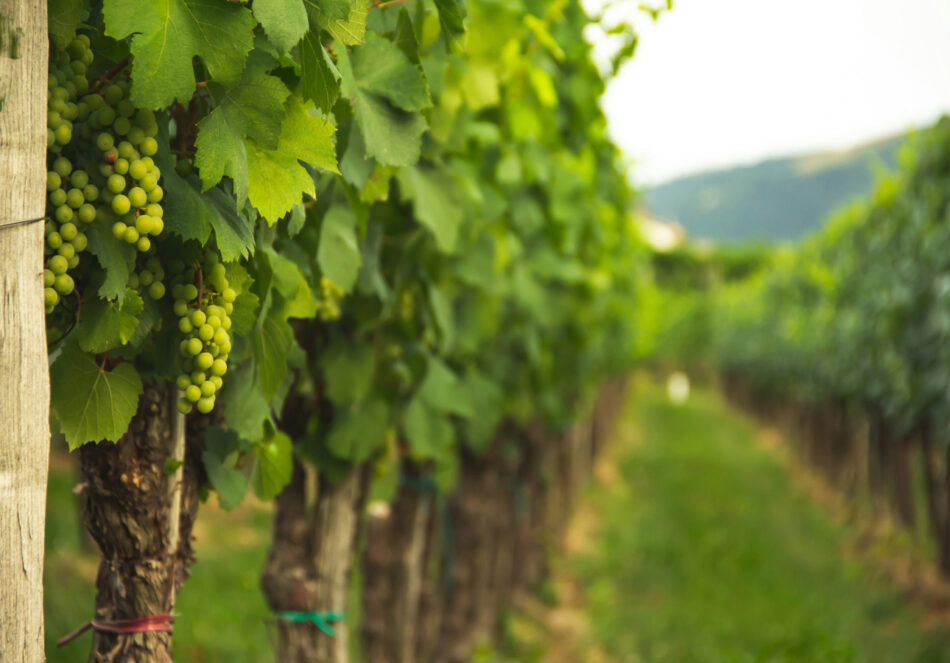 Chile, referente global en vitivinicultura sostenible por los Green Awards 2025