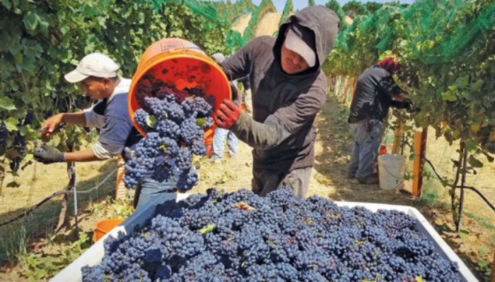 Santa Cruz prepara la XXVI Fiesta de la Vendimia de Colchagua 2026