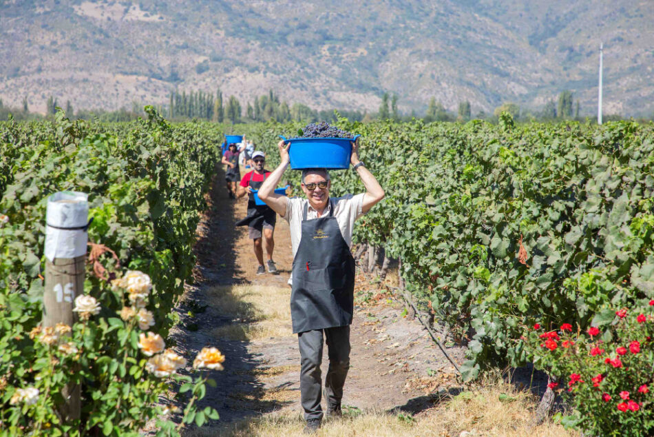 Con eventos temáticos se realizará Fiesta de la Vendimia 2026 en Colchagua