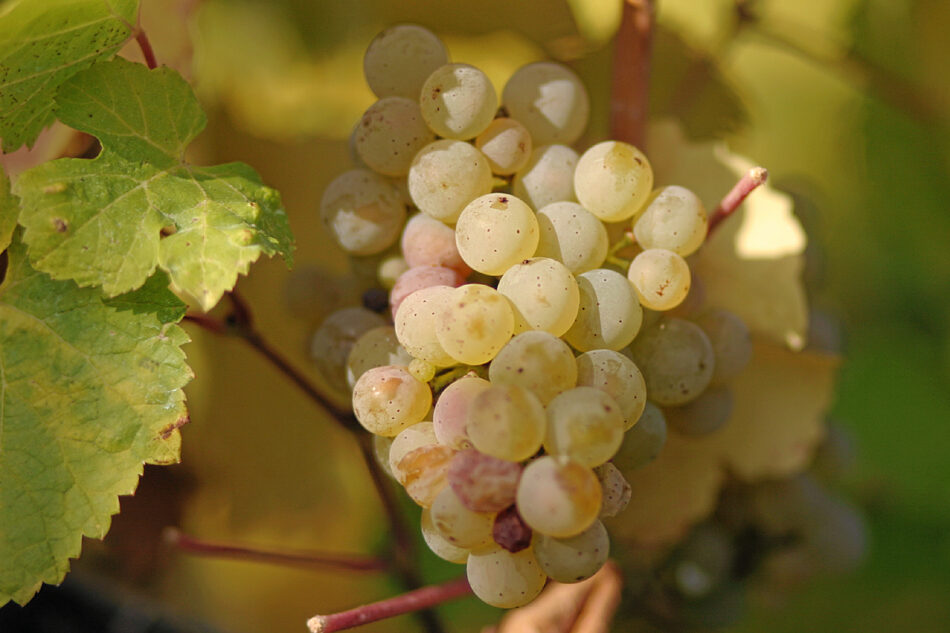 El Riesling, una de las cepas más versátiles del mundo tiene su día cada 13 de marzo