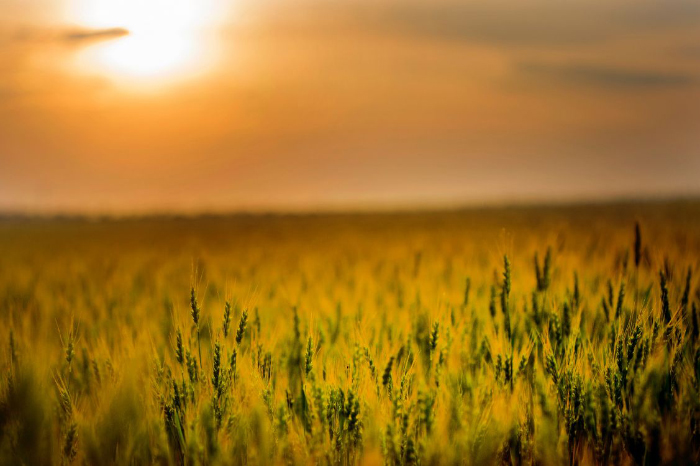 Día Mundial del Cereal: alimento clave en la alimentación humana por más de 10 mil años