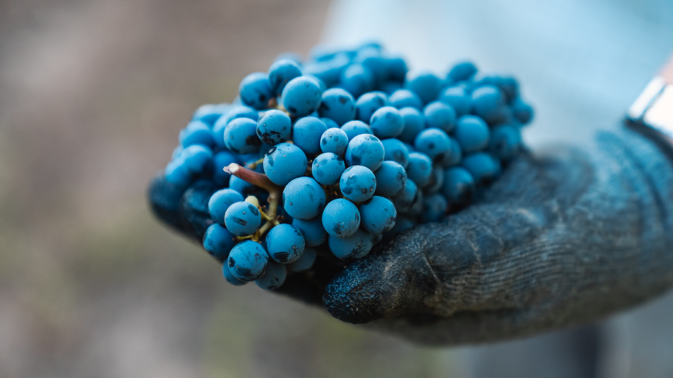 Vendimia 2026 adelantada proyecta vinos de alta calidad en viñedos de Miguel Torres Chile