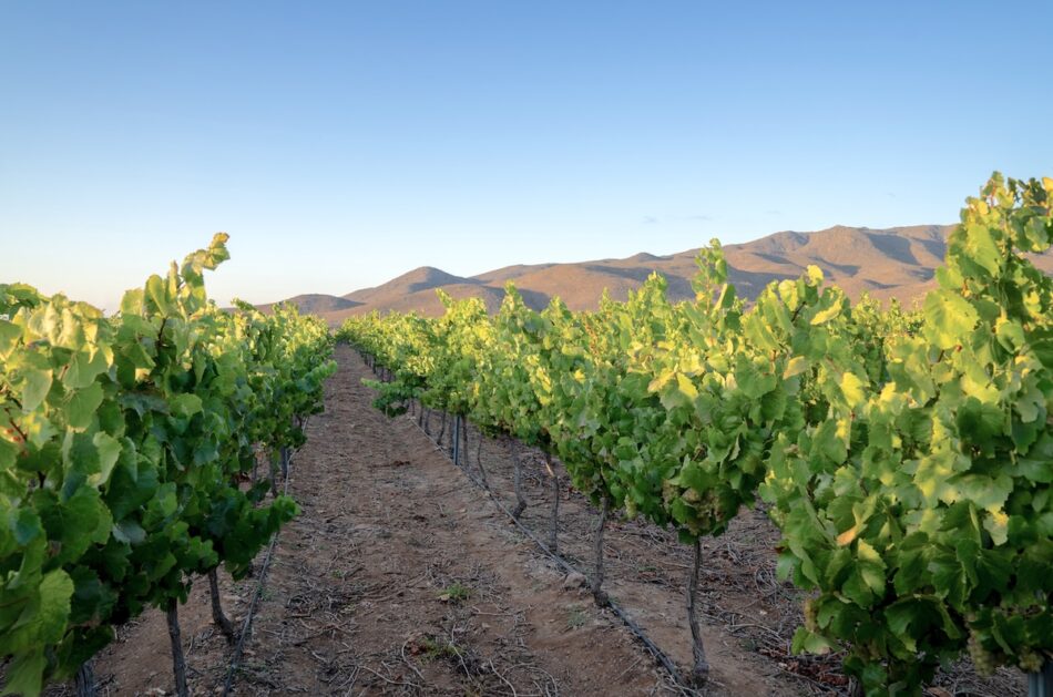 Nueva viña busca potenciar la producción de Chardonnay y Pinot Noir del Limarí