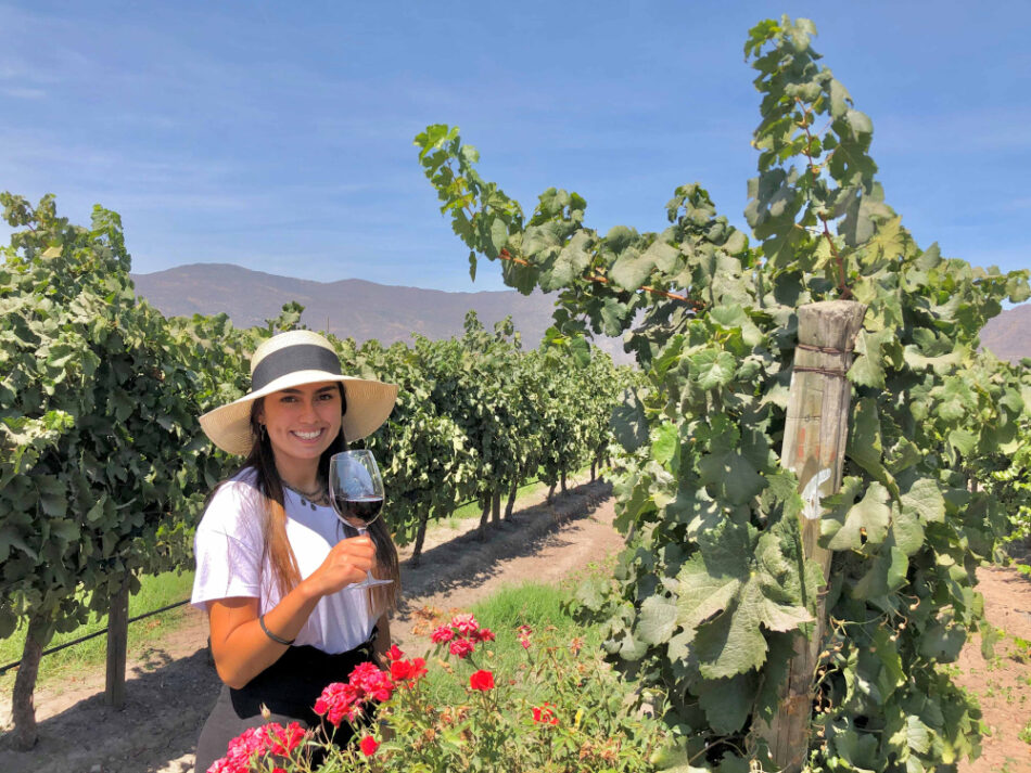 Colchagua lidera avance de la sustentabilidad vitivinícola en Chile