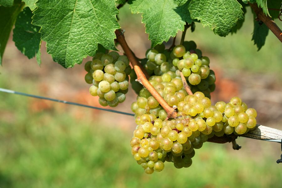 Día del Chardonnay 2026: por qué esta cepa sigue conquistando al mundo y a Chile