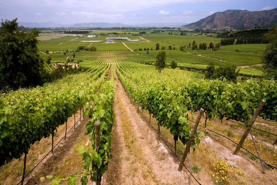 Chasselas del Itata: la uva que busca el Sello de Origen