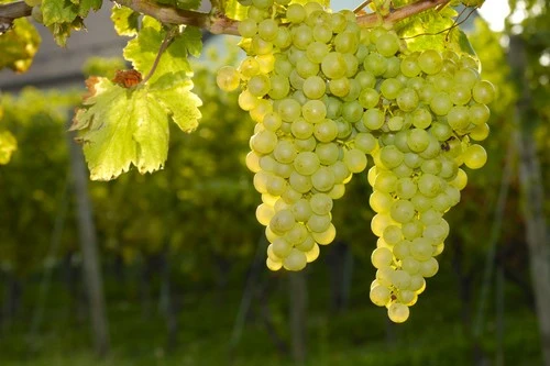 Sancerre es el vino blanco francés favorito de Rosalía y el Sauvignon Blanc que inspira su canción