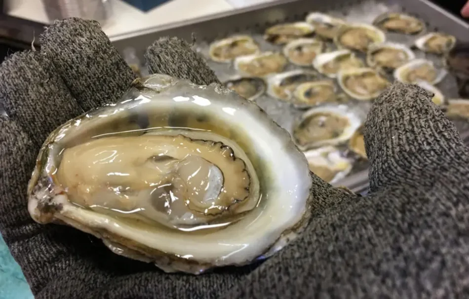 5 de agosto se celebra el Día de la Ostra: sabor, tradición y riqueza del mar en la gastronomía